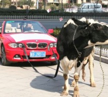 Chinese hires cow to pull his malfunctioned BMW Cabrio to register protest