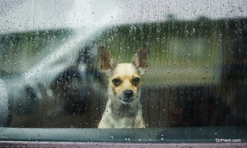 dog locked inside the car